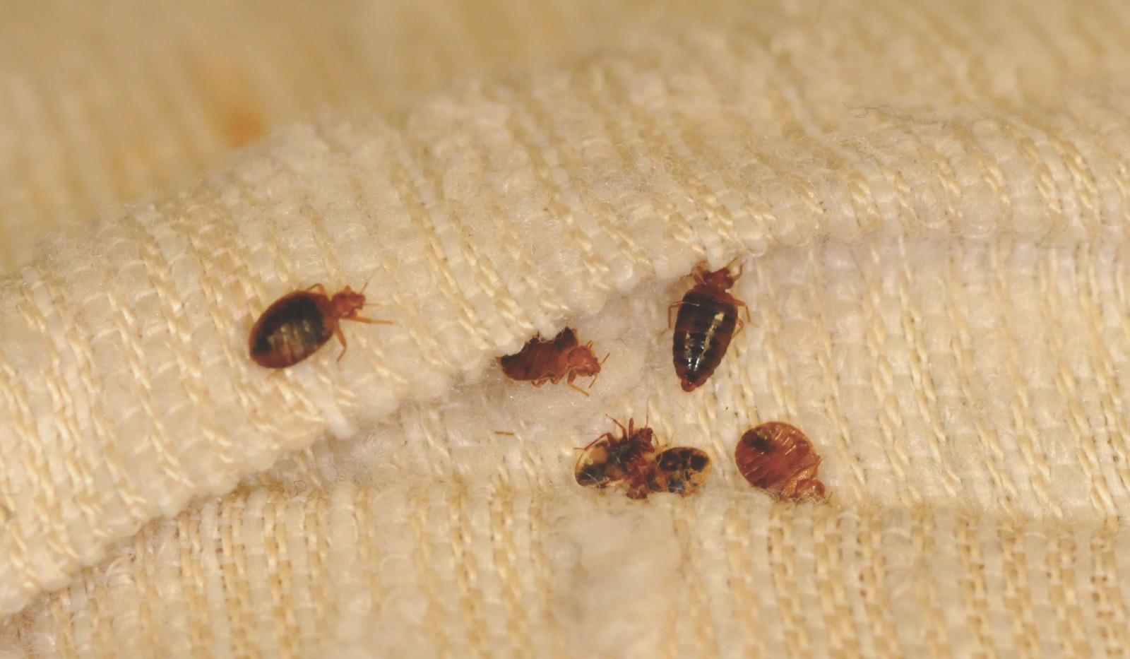 Photo of Bed Bug Control and Protect your Home