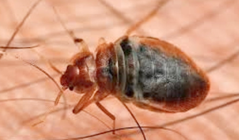 bed bug services near me
