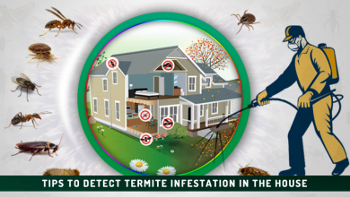 Tips to Detect Termite Infestation in the House