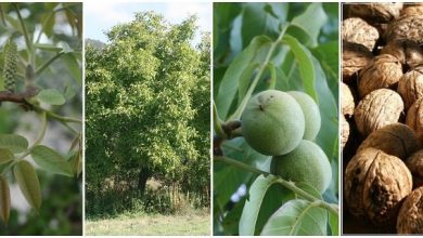 walnut-farming-and-the-process-of-walnut-cultivation