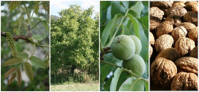walnut-farming-and-the-process-of-walnut-cultivation