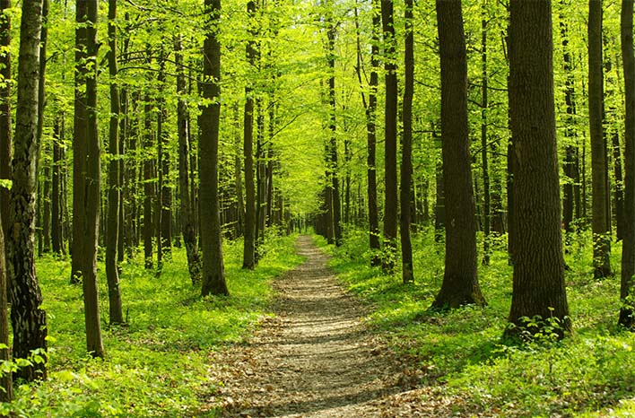 The Hidden Life of Trees in Northeast Arkansas: What They Endure and How We Can Help